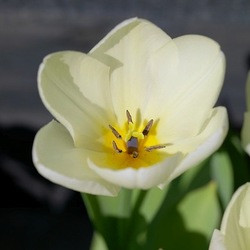 Tulipa maureen, Tulip Maureen, White Tulips, Contempory white garden, white spring flowers, Muscari botryoides, Anemone blanda white splendour, narcissus Thalia, White Tulips, White daffodils, White narcissus, White anemones, White muscari